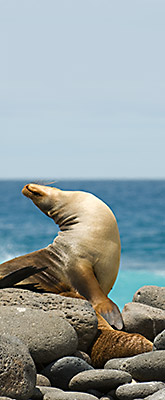 Galapagos adventure vacation Galapagos adventure vacation